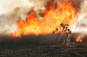 МЧС объявило со 2 мая в ЛНР высокий класс пожарной опасности
