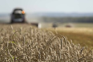 Правительство России ввело временный запрет на экспорт твердой пшеницы