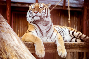 Минсельхоз РФ обязал зоопарки в новых регионах иметь в штате дипломированных зоотехников