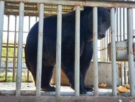 ОНФ и зоозащитники эвакуировали из Кременной в Москву уцелевшего под обстрелами медведя