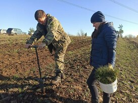 Экологи и охотники высадили в Ивановском лесничестве 7,4 тыс. сеянцев крымской сосны