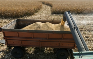 Аграрии ЛНР завершили уборку яровых зерновых культур, урожай составил 776 тыс. тонн