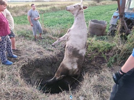 Сотрудники МЧС спасли корову, угодившую в яму от старого водостока в селе Веселенькое