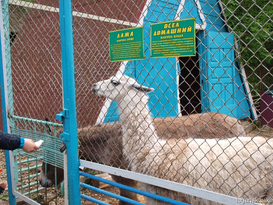 Обновление зоопарка в Луганске пока не ожидается - Пащенко