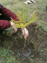 Участники школьного лесничества высадили в Луганске около 30 саженцев деревьев и кустов
