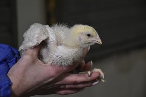 РАХ планирует направить субсидию из госбюджета на модернизацию производства птицы