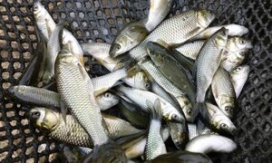 Два антрацитовских рыбхоза вырастили более четырех тонн малька для зарыбления водоемов ЛНР