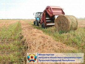 Аграрии ЛНР заготовили 69% грубых кормов для сельхозживотных – Минсельхоз