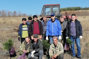 Беловодские лесники высадили 8,8 тыс. саженцев сосны