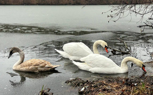 Сотрудники МЧС спасли семью лебедей, вмерзшую в лед на пруду в Ровеньках