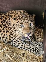 Два леопарда из Сватово обрели новый дом в Ленобласти