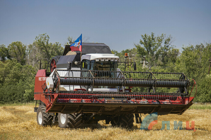 Начало уборки озимой пшеницы, Лутугинский район, 13 июля 2021 года