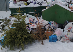 Луганчан призвали складывать ели после новогодних праздников рядом с мусорными контейнерами
