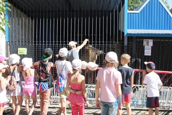 День льва в зоопарке парка культуры и отдыха имени 1 Мая, Луганск, 10 августа 2017 года