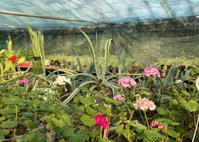 Сотрудники луганского зеленхоза заменят 60% цветов в столице ЛНР
