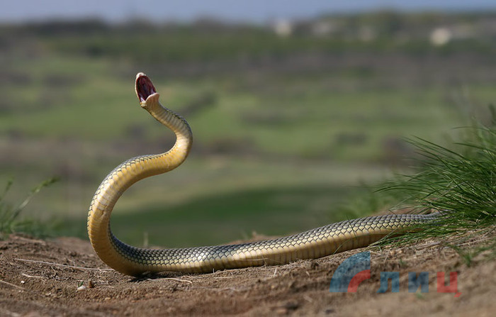 змея желтобрюхий полоз.jpg