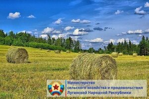 Аграрии ЛНР заготовили почти 100% грубых кормов для сельхозживотных – Минсельхоз