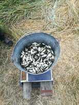 Рыбхоз в Антрацитовском районе вывел более 1,5 млн личинок рыбы – Минприроды