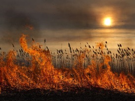 Wildfires destroy 280 ha of vegetation in the LPR in 24 hours