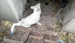 Свердловские спасатели вытащили из колодца упавшую туда бездомную собаку – МЧС