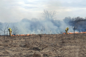 Природные пожары в ЛНР за сутки уничтожили более 97 га растительности – МЧС