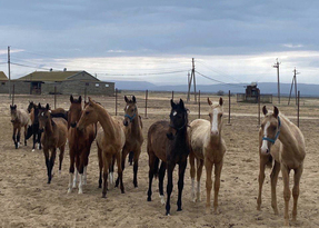 Дагестан подарил десять породистых лошадей Луганской спортивной школе по конному спорту