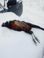 Свердловские егеря привлекли к ответственности браконьера, убившего фазана