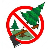 Минприроды ЛНР напомнило об ответственности за самовольную вырубку хвойных деревьев