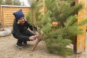 Станично-Луганский лесхоз реализовал уже более тысячи хвойных деревьев