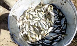 Антрацитовский рыбхоз вырастил более трех тонн малька для зарыбления водоемов Республики