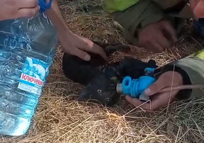 Луганские спасатели сделали искусственное дыхание спасенному из горящей квартиры коту