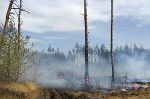 Киевские боевики с 2014 года вырубили и сожгли в Станично-Луганском 10 тыс. га леса