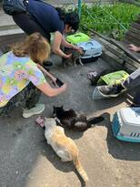Волонтеры из Подмосковья вывезли из Северодонецкой агломерации 41 бездомную кошку