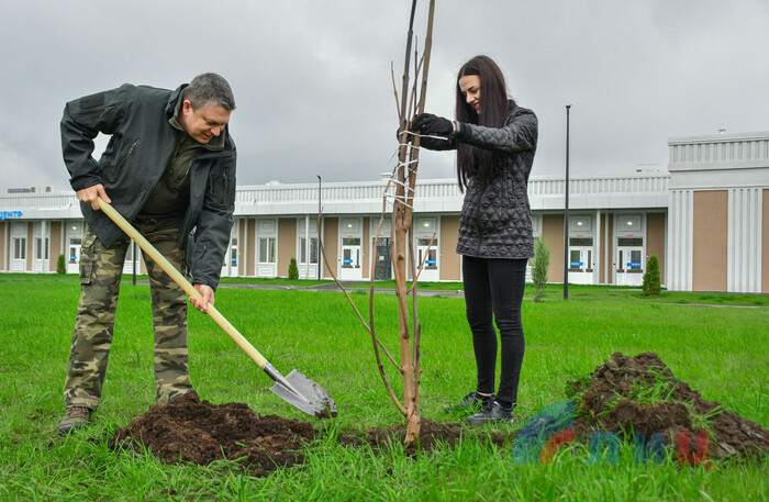 Высадка деревьев у многофункционального центра ЛРКБ в рамках всероссийского субботника, Луганск, 22 апреля 2023 года