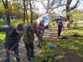 Активисты в рамках акции высадили 45 кленов в поселковом парке в Крепенском