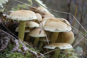 Три жителя Перевальского района попали в реанимацию, отравившись грибами - МЧС