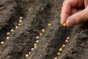 Луганский институт селекции предлагает аграриям 50 сортов семян