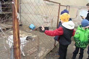 Юные спортсмены в рамках партпроекта "Zа самбо" передали помощь луганскому приюту для собак
