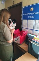 Госветслужба приступила к ветеринарно-санитарному контролю на новых пунктах пропуска в РФ