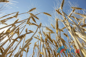 Урожай зерна обеспечивает продовольственную безопасность ЛНР – Минсельхоз