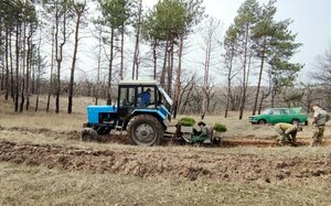 Лесники в рамках акции высадили более 13 тыс. сеянцев сосны в Николаевском лесничестве