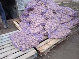 Администрация Первомайска и МЧС ЛНР доставили в Золотое и Горское 13 т картофеля – Колягин