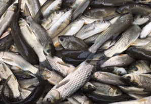 Рыбоводы ЛНР выполнили годовой план, выпустив в водоемы более 905 тыс. штук мальков