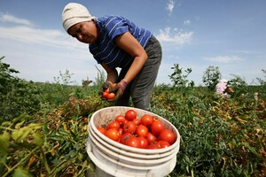 LPR farmers increase vegetable production by 10 percent - official