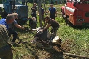 Спасатели вытащили из 10-метрового заброшенного колодца упавшего туда полутонного бычка