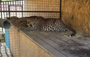 Леопарды из Сватово находятся на карантине в Ленобласти, после чего пройдут ветобследование