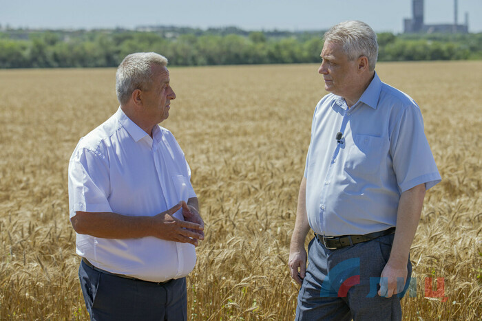 Начало уборки озимой пшеницы, Лутугинский район, 13 июля 2021 года