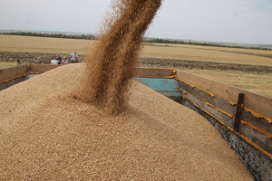 Минсельхоз ЛНР объявил о приеме заявлений о распределении квот на пшеницу и подсолнечник