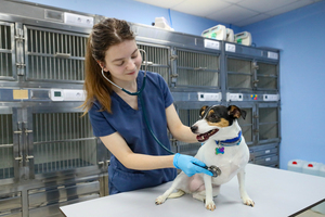 ЛНР с 1 марта перейдет на российские лицензии в ветеринарной фармацевтике