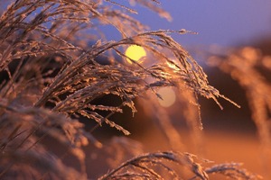 Заморозки до минус 2 градусов ожидаются в северных районах Республики утром 4 октября